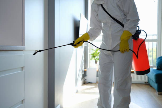 Best Black Mold Remediation in Vivian, LA