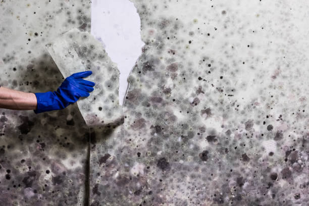 Best Bathroom Mold Remediation in Vivian, LA